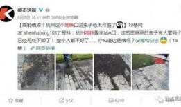 虫子爆料视频,揭秘视频背后的惊人真相